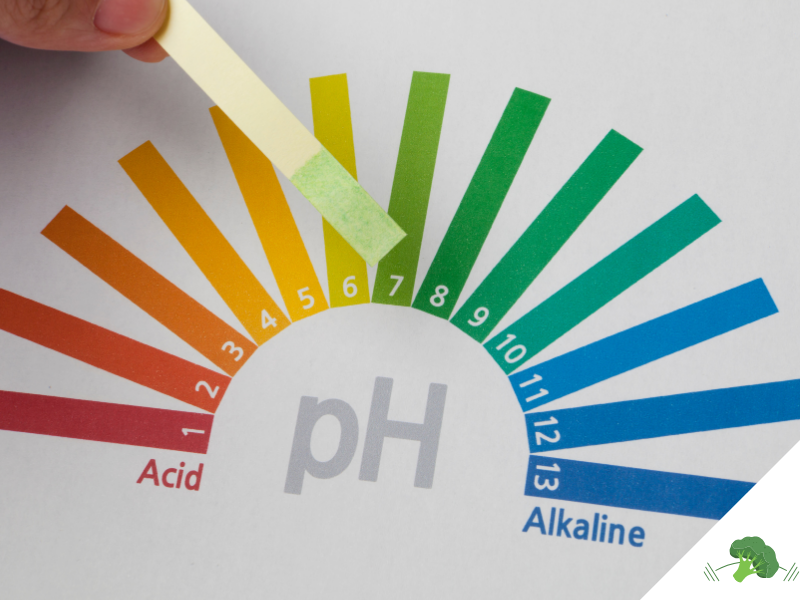 Eine pH-Skala mit den Bereichen von sauer (rot) bis alkalisch (blau) und einem Teststreifen, der den leicht basischen Bereich anzeigt.