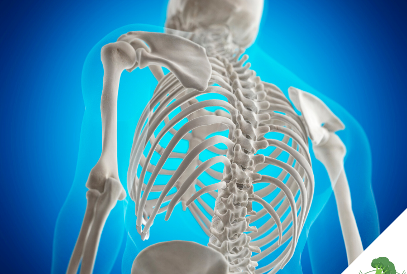 Schematische Darstellung eines menschlichen Skeletts von hinten, mit Fokus auf die Wirbelsäule und den Brustkorb, eingebettet in eine bläuliche, medizinisch wirkende Darstellung eines menschlichen Körpers.