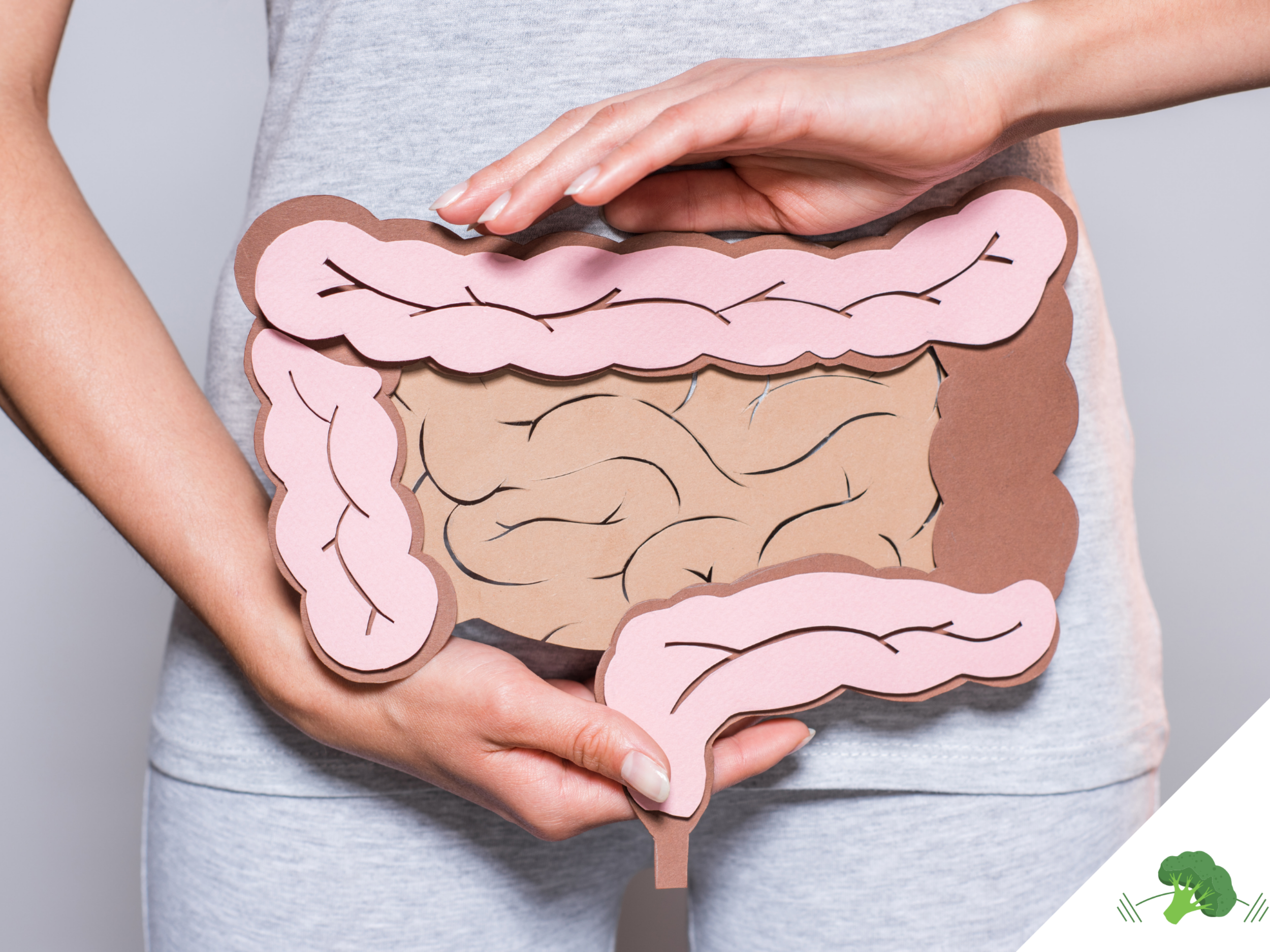 Frau in grauem Shirt hält ein anatomisches Modell des menschlichen Darms aus Papier vor ihren Bauch, um die Bedeutung der Darmgesundheit visuell darzustellen.
